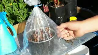 Simple way of propagating plants by stem cuttings [upl. by Mauve320]