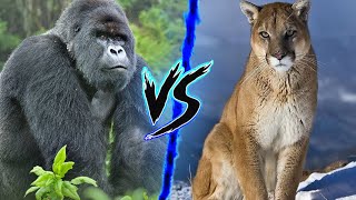 Silverback Gorilla VS Mountain Lion  Who Wins ⚔️🔥 [upl. by Yvel219]