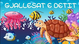 Gjallesat kafshet e detit dhe oqeanit  Sea and ocean animals KanaliDiell [upl. by Wolfgram]