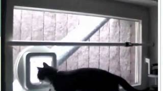 Two Happy Cats using their SureFlap Microchip Cat Flap [upl. by Rosenblatt]