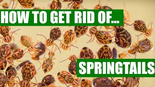 How To Get Rid Of Springtails Guaranteed  3 Easy Steps [upl. by Griseldis]