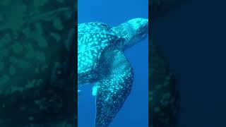 Leatherback Sea Turtles One Minute Animal Facts [upl. by Anahsed394]