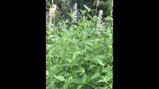 Agastache foeniculum Anise Hyssop [upl. by Alien]