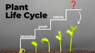 From Seed to Bloom Understanding the Plant Life Cycle [upl. by Maurizio]