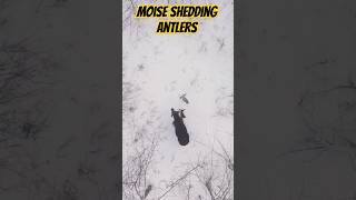 Moose shedding antlers deer bullmoose moosehunting snow [upl. by Hayott]