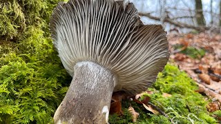 MARZUELOS XL  Hygrophorus Marzuolus  Estreno cámara nueva 4K HDR 11 de Marzo 2023 [upl. by Hume]