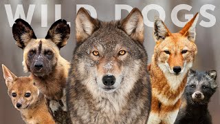 All 15 Species of Wild Dog Wolves Jackals amp Dogs [upl. by Spatola]