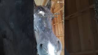 Plz subscribe allindiamarwarihorsesocietyaa horse equestrian horseing [upl. by Encratis]