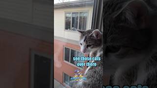 EDM CATS 🎧 funnydubsofficial Episode 3 out now funnydubs animalvoiceover shorts [upl. by Sirdna]