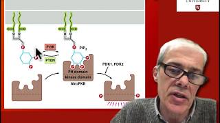 46 Downstream signalling from Ras PI3K pathway [upl. by Srednas]