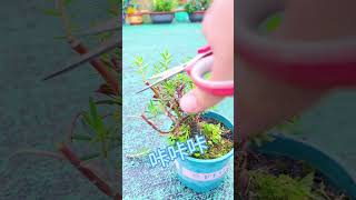 Good idea planting portulaca flower grow up so beautiful youtubeshorts plants garden flowers [upl. by Brelje924]