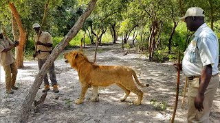 Lion Walk in Senegal  Fathala Wildlife Reserve 4K [upl. by Merralee11]