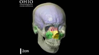 WitmerLab Human brain and paranasal sinuses  Yaw [upl. by Maxentia]