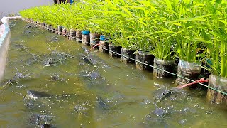 Using 1500 Plastic Bottles for Backyard Aquaponics Farming Fresh Fish and Growing Water Convolvulus [upl. by Ancilin]