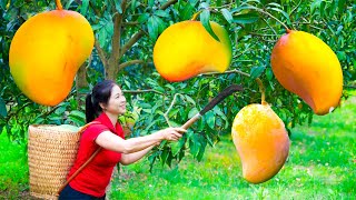 Harvest Mango Goes To Market Sell  Gardening And Cooking  Lý Song Ca [upl. by Rica]