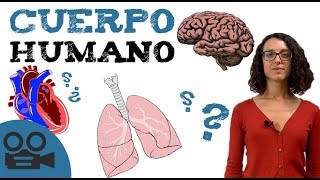 Sistemas de cuerpo HUMANO  Órganos del cuerpo [upl. by Den]