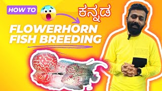 Ultimate guide to Breeding Flowerhorn Fish Tips and Tricks for Success ಕನ್ನಡ FLOWERHORN ADDA [upl. by Caneghem840]