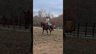 Shes back aqha Cherokee mrbobsmink [upl. by Maupin]