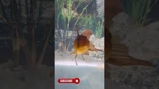 Oranda Goldfish Tank AquariumLoversPuneShirts [upl. by Orabel]