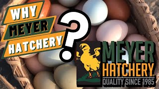 Top 10 Reasons to Choose Meyer Hatchery [upl. by Dougald947]