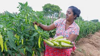 Capsicum Masala CurryToday I am making some different recipes with capsicumvillage kitchen recipe [upl. by Reube367]