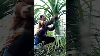 Chinese sugarcane farming 😱 [upl. by Ayotyal]