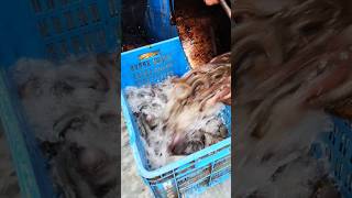 Beautiful Fish Of Cholonbil fishing netfish fish netsfishing shortvideo shorts [upl. by Gaven]