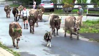 Viehscheid von der Alpe Topfen zum Lämmerhofer  Hof [upl. by Alejandra]