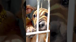 Adoptable puppies at South LA youtubeshorts dog puppy [upl. by Laoj]