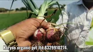 Karyon organic pvt ltd कांदा बागायतदार खूप खूप समाधान8329910274 [upl. by Goldina]