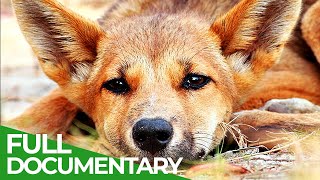 The Real Dingo  Australias Apex Predator  Free Documentary Nature [upl. by Wildee]