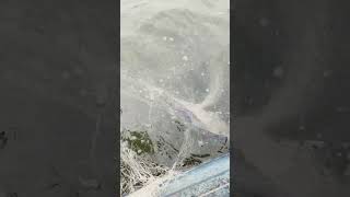 fishing fiish beachfishing fish fihing carpfishing fiahing videogama carp filefish [upl. by Pavlish]