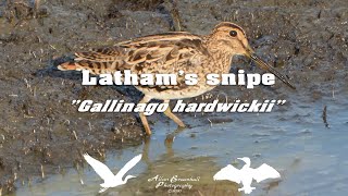 Latham’s Snipe quotGallinago hardwickiiquot I [upl. by Llecrad593]