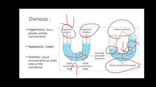 Lab 3 Diffusion and Osmosis [upl. by Duston495]