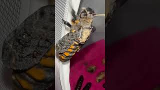 Deaths head hawk moth HATCHED and left his helmet on moths hawkmoth moth [upl. by Eurydice418]