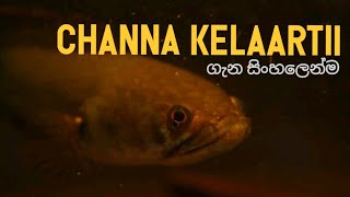 Channa kelaartii Dwarf Snakehead  Basic information and care in sinhala [upl. by Silvie]