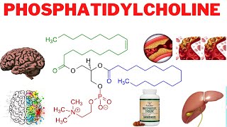 Phosphatidylcholine Benefits Side Effects and More  Is phosphatidylcholine good for the liver [upl. by Chladek]