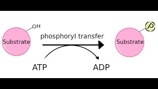 Kinases its function and different types [upl. by Alleinad243]