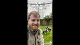 Working alongside African Whitebacked Vultures [upl. by Anneh21]