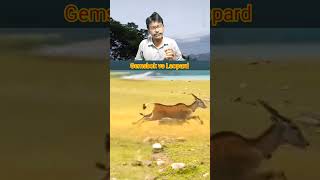 Gemsbok vs Leopard shorts reactionshorts shortsfeed animalshorts gemsbok leopard youtubeshort [upl. by Innek216]