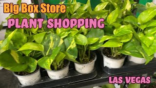 Big Box Store Plant Shopping  Las Vegas  Home Depot [upl. by Nomyt]