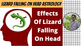 Lizards Falling On The Head  What Happens If Lizard Falls On Head  Lizard Falling Astrology  DN [upl. by Friday648]