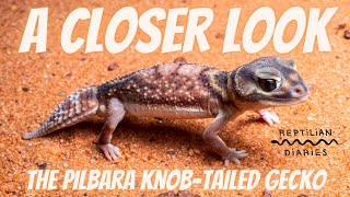 The Pilbara knobtailed gecko See them in the wild learn how to keep them in captivity [upl. by Feola]