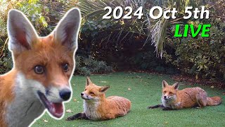 Foxes Live  2024 October 5th [upl. by Entsirhc]