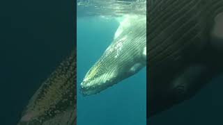 Beautiful Songs Of Humpback Whales [upl. by Nylsoj]