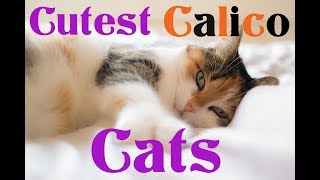 CALICO CATS The Science Behind Their Colors [upl. by Vada]