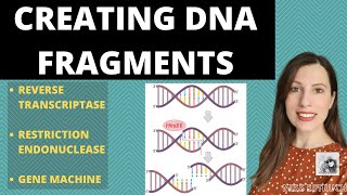 PRODUCING DNA FRAGMENTS Methods to produce DNA fragments for Alevel recombinant DNA technology [upl. by Hairym]