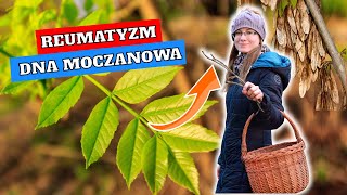 Usuwa KWAS MOCZOWY  Skuteczny Na DNĘ MOCZANOWĄ i REUMATYZM [upl. by Haimes804]