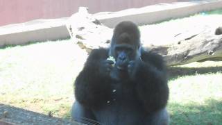 Zoosafari Fasano  Gorilla mangia insalata e bananaflv [upl. by Eisyak629]