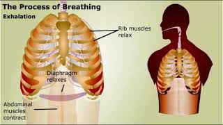 Human Respiratory System [upl. by Buderus436]